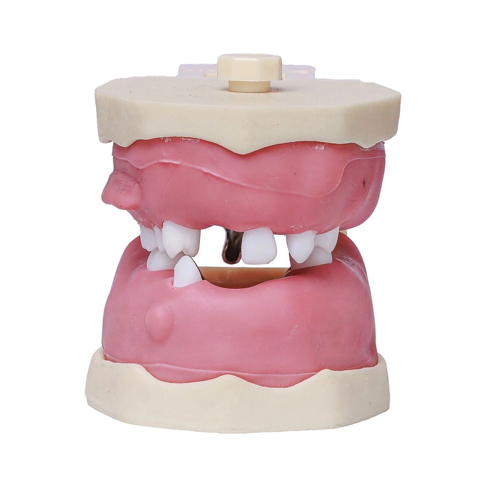 Manequim Cirurgia Articulado - Orais