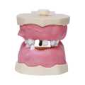 Manequim Cirurgia Articulado - Orais