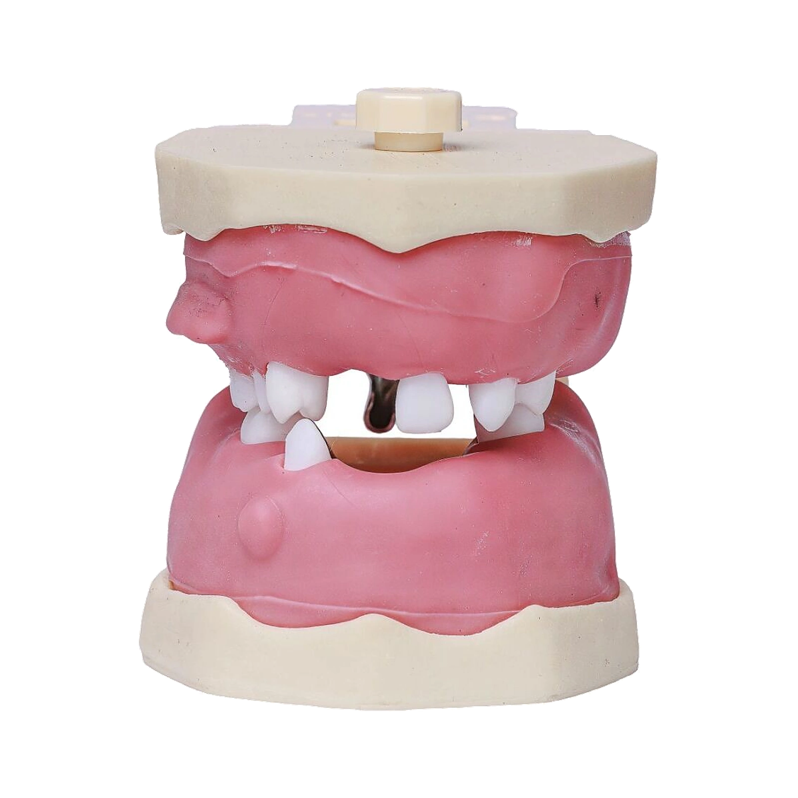 Manequim Cirurgia Articulado - Orais