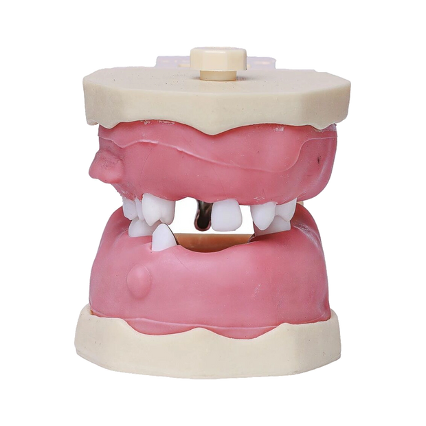 Manequim Cirurgia Articulado - Orais