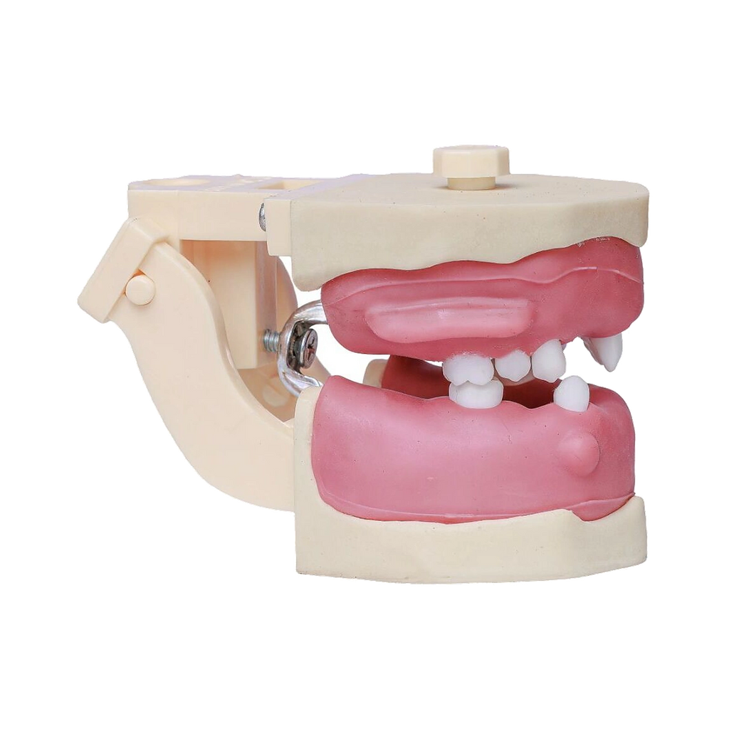 Manequim Cirurgia Articulado - Orais