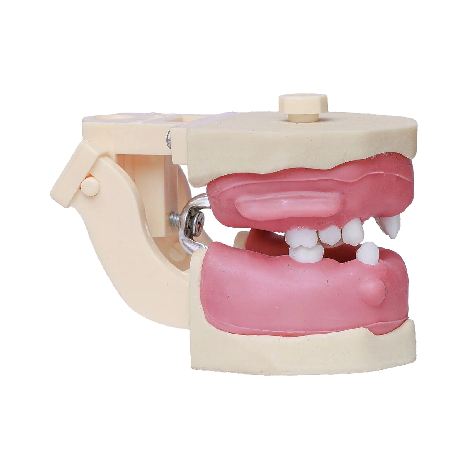 Manequim Cirurgia Articulado - Orais