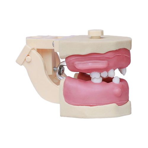 Manequim Cirurgia Articulado - Orais