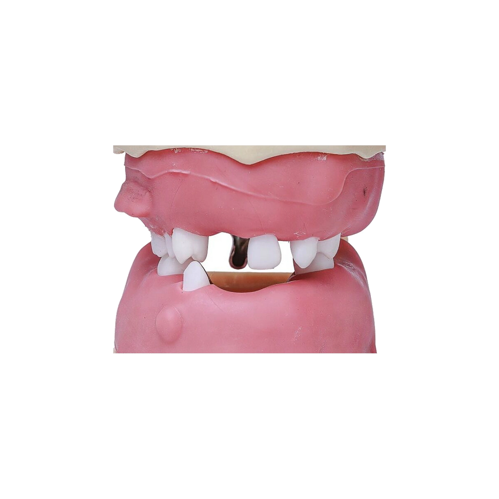 Manequim Cirurgia Articulado - Orais