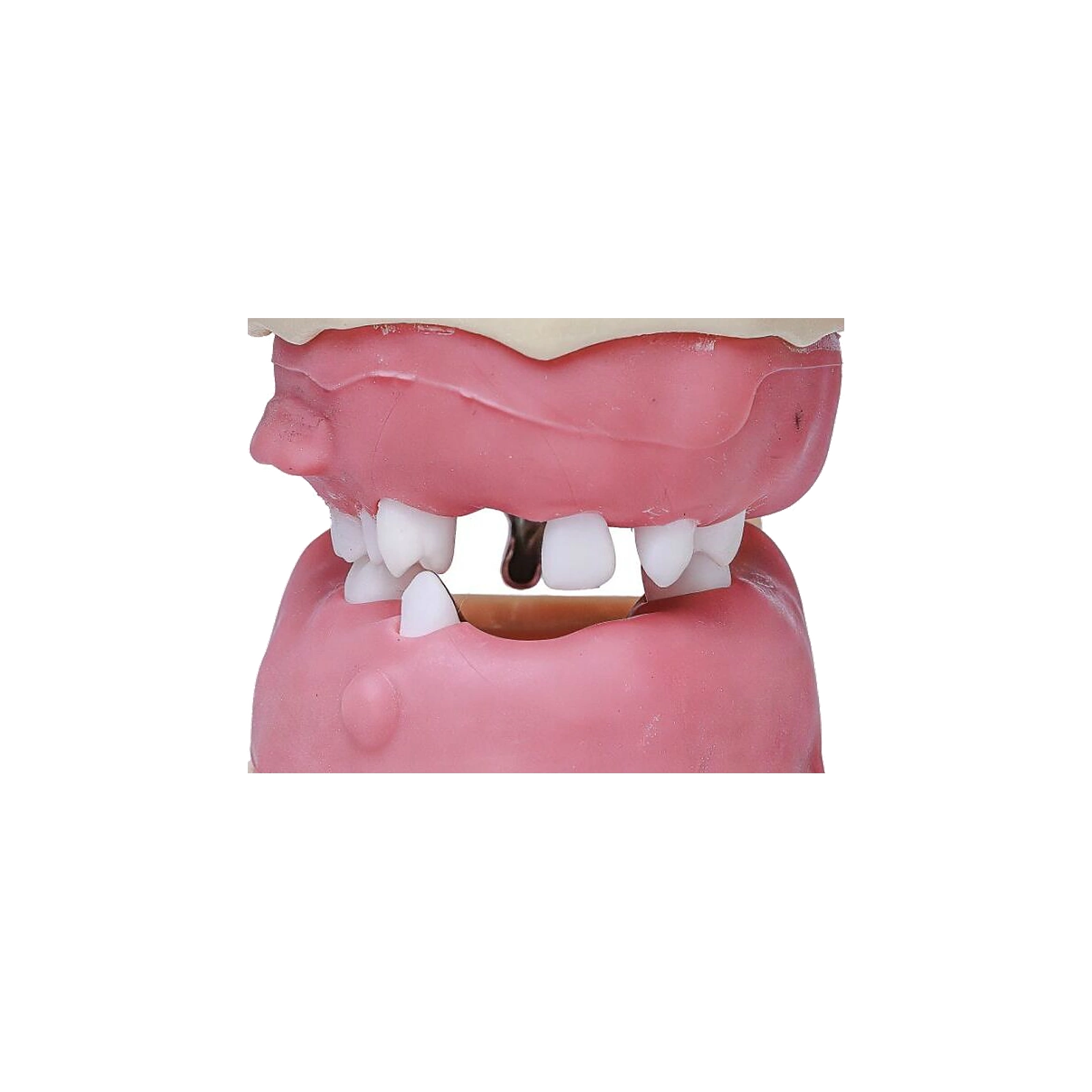 Manequim Cirurgia Articulado - Orais