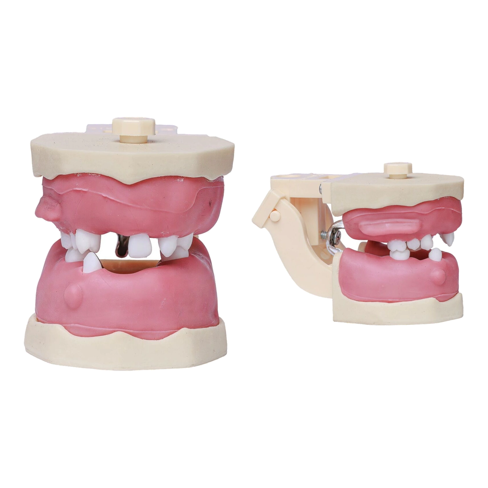 Manequim Cirurgia Articulado - Orais
