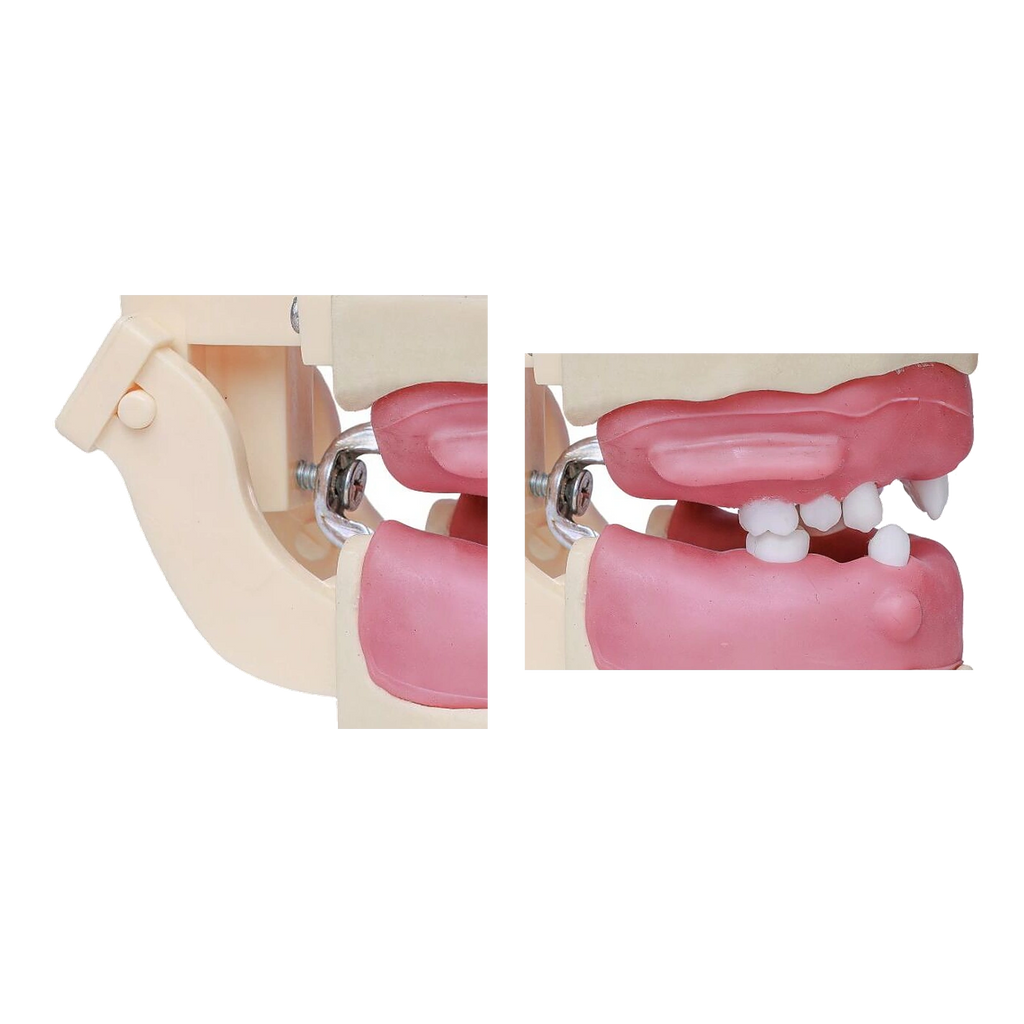Manequim Cirurgia Articulado - Orais