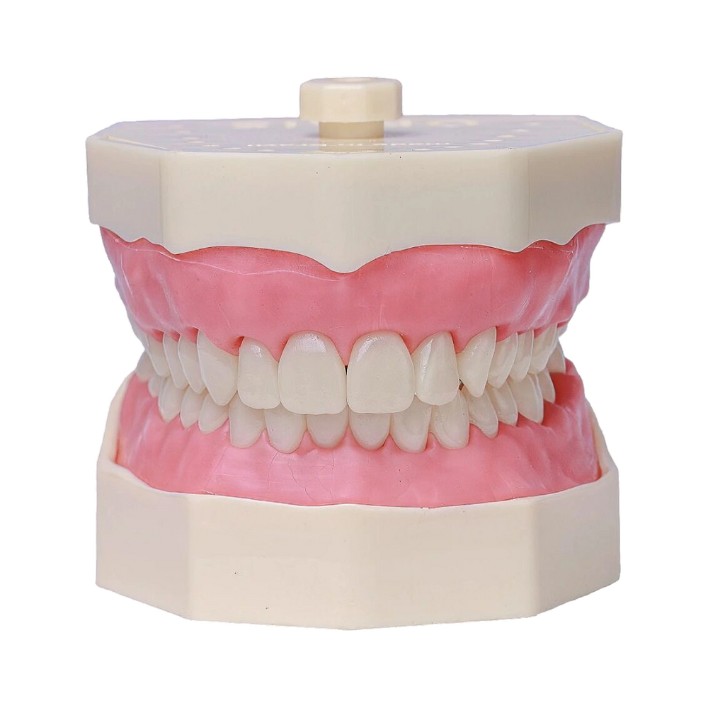 Manequim Dentística - Orais