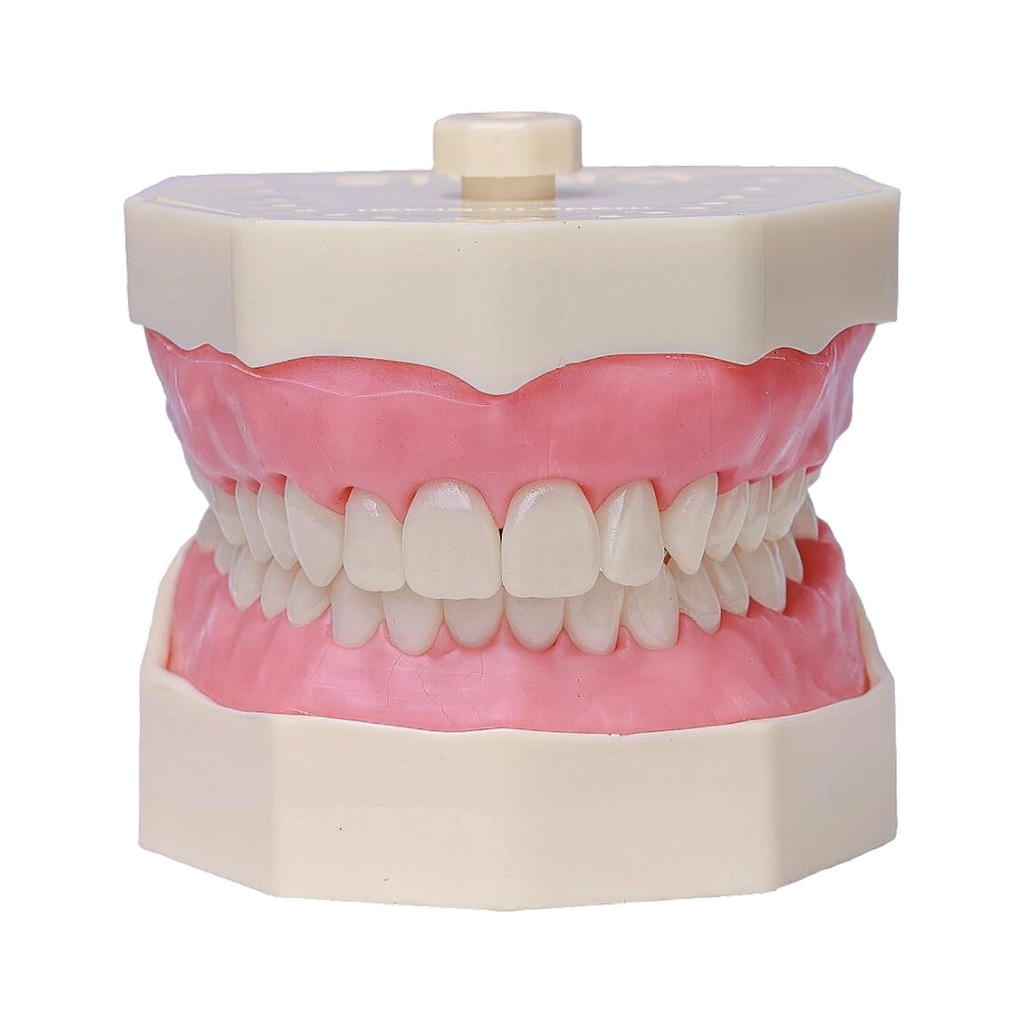 Manequim Dentística - Orais