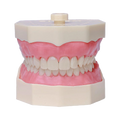 Manequim Dentística - Orais