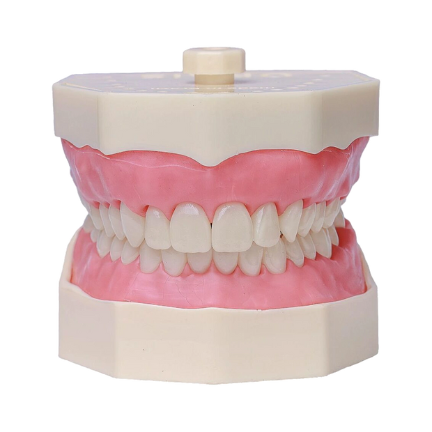 Manequim Dentística - Orais