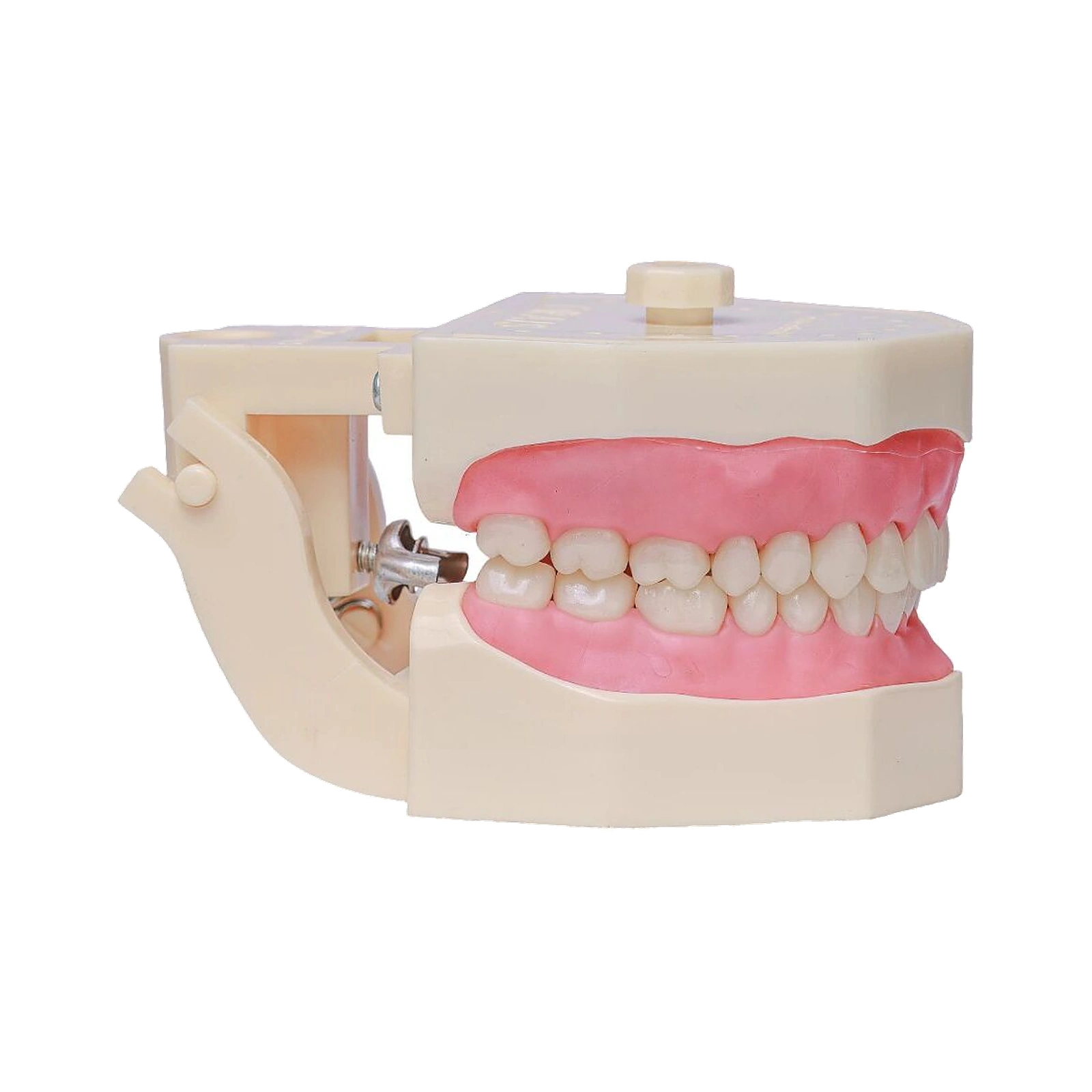 Manequim Dentística - Orais