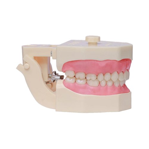 Manequim Dentística - Orais