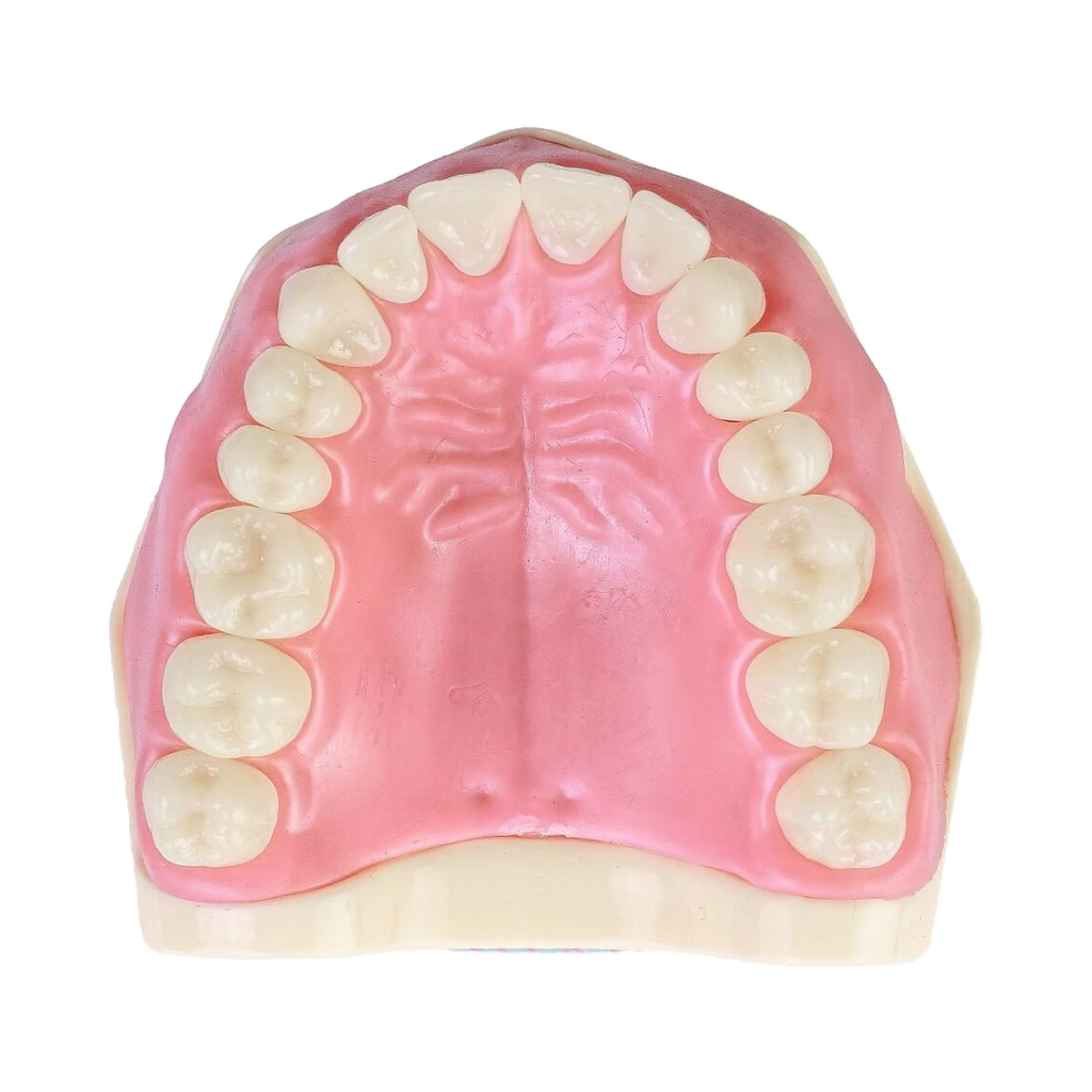 Manequim Dentística - Orais