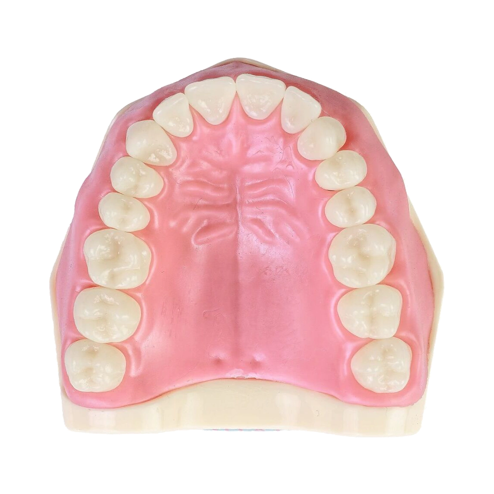 Manequim Dentística - Orais