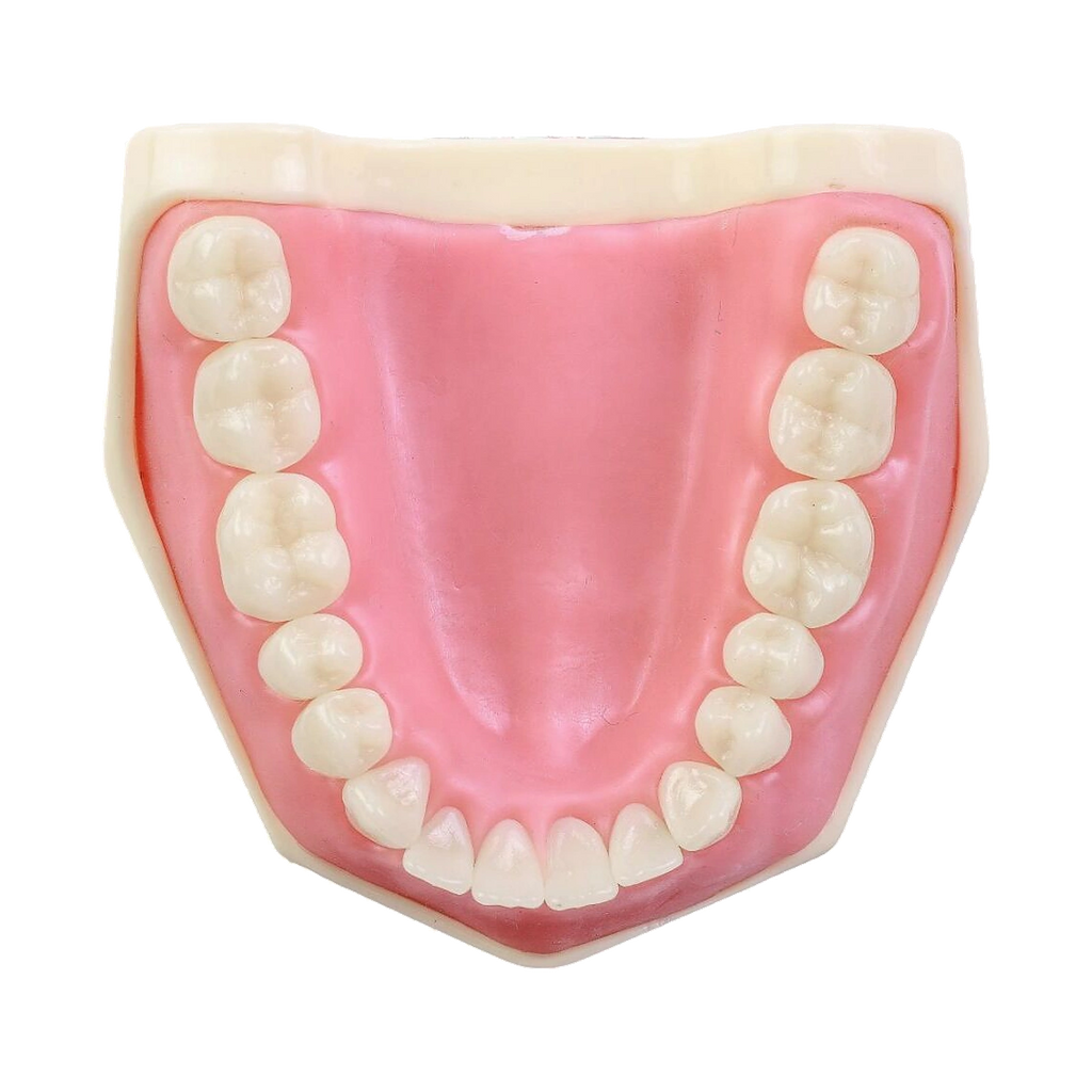 Manequim Dentística - Orais