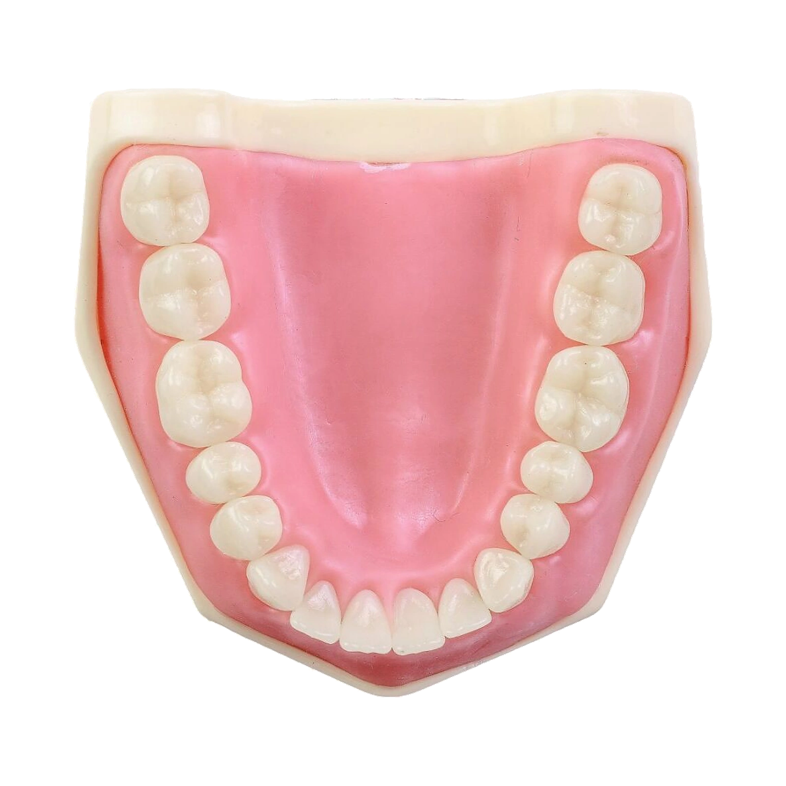 Manequim Dentística - Orais