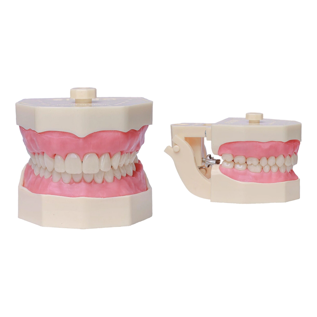 Manequim Dentística - Orais
