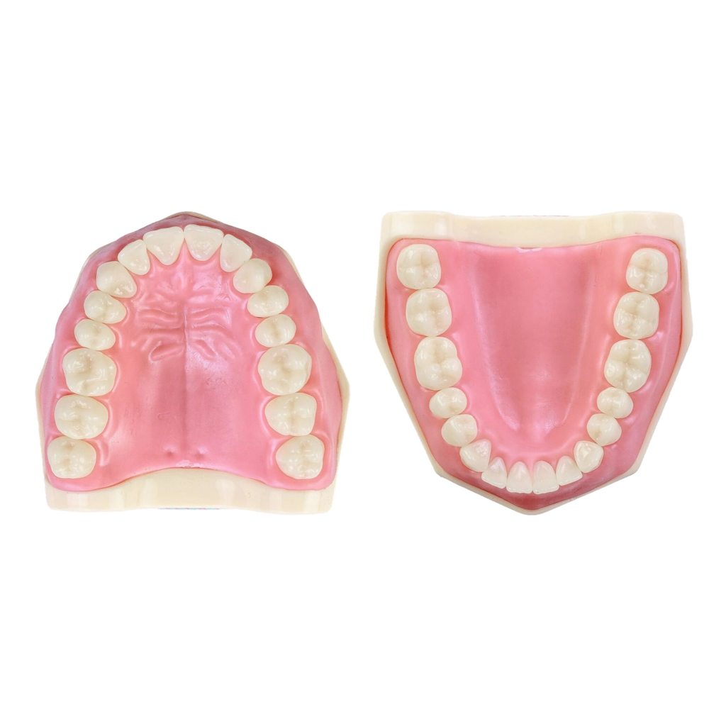Manequim Dentística - Orais