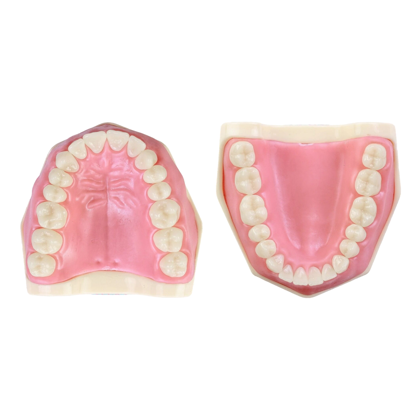 Manequim Dentística - Orais