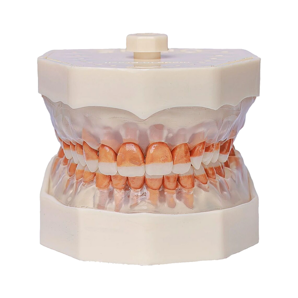 Manequim Periodontia - Orais