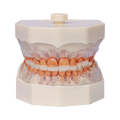 Manequim Periodontia - Orais