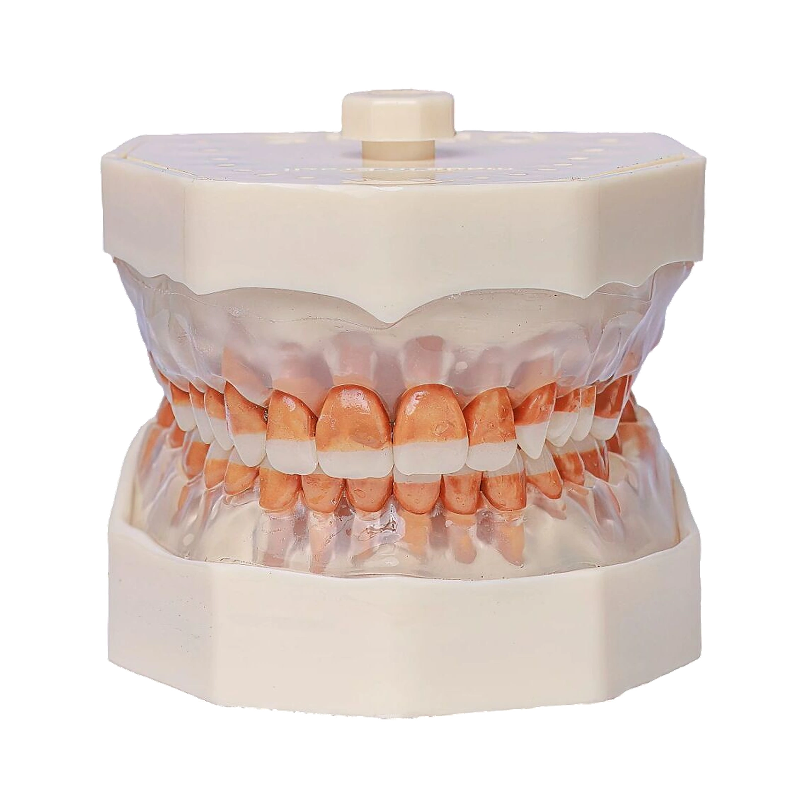 Manequim Periodontia - Orais