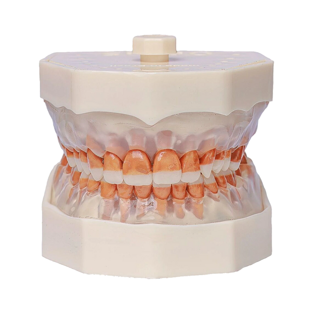 Manequim Periodontia - Orais