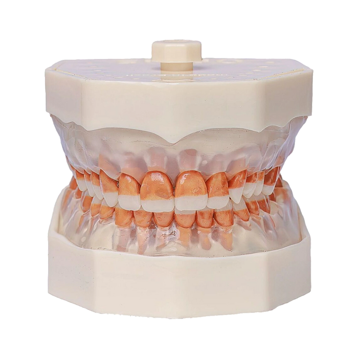 Manequim Periodontia - Orais