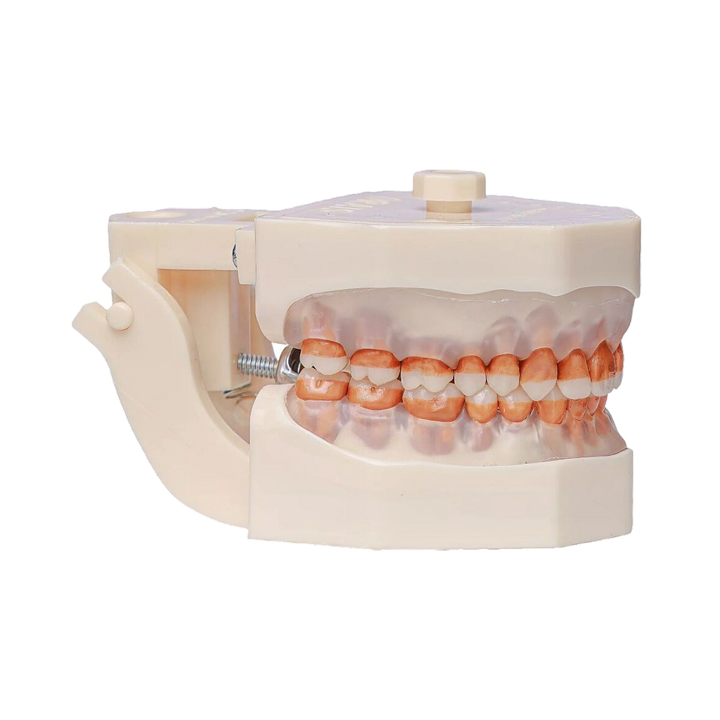 Manequim Periodontia - Orais