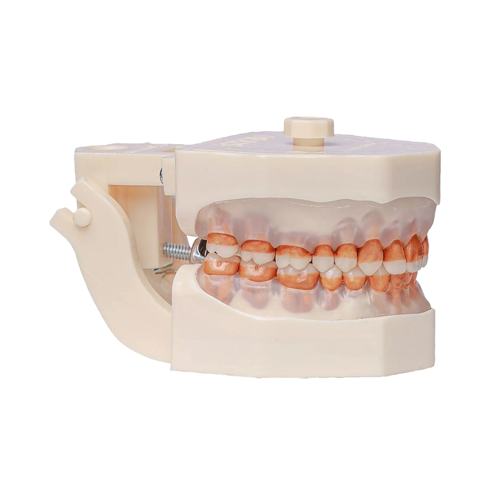 Manequim Periodontia - Orais