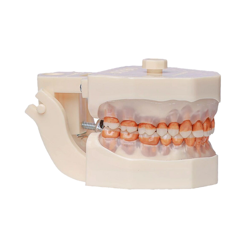 Manequim Periodontia - Orais