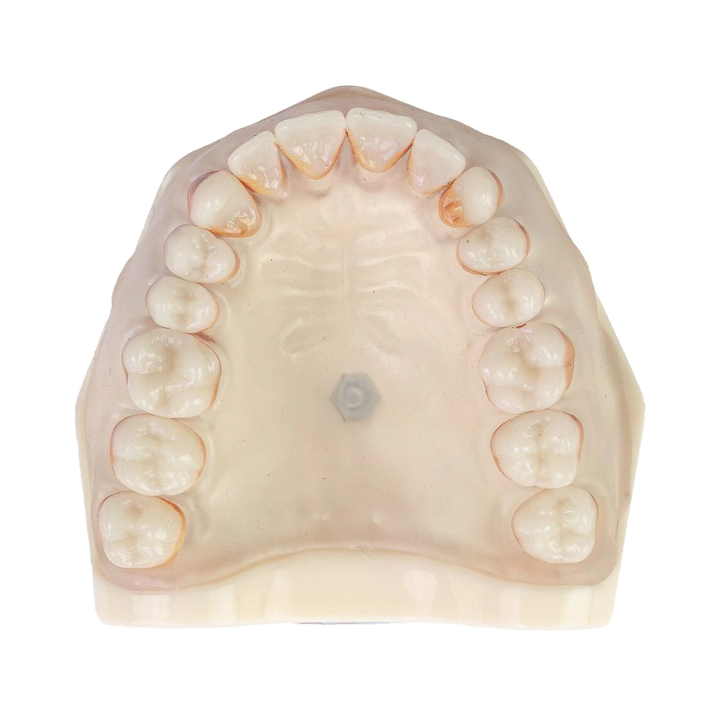 Manequim Periodontia - Orais