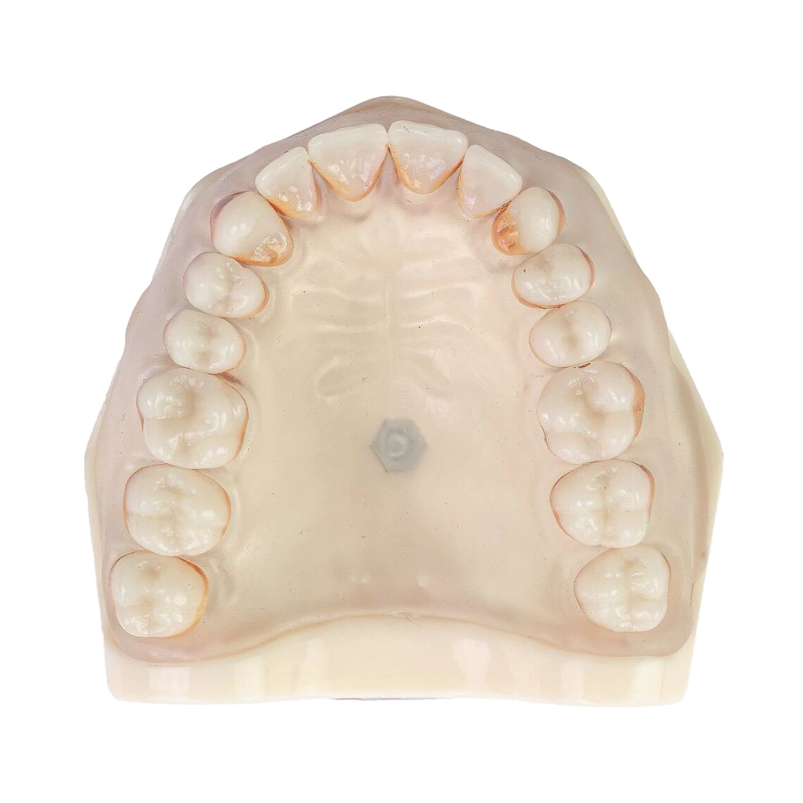 Manequim Periodontia - Orais