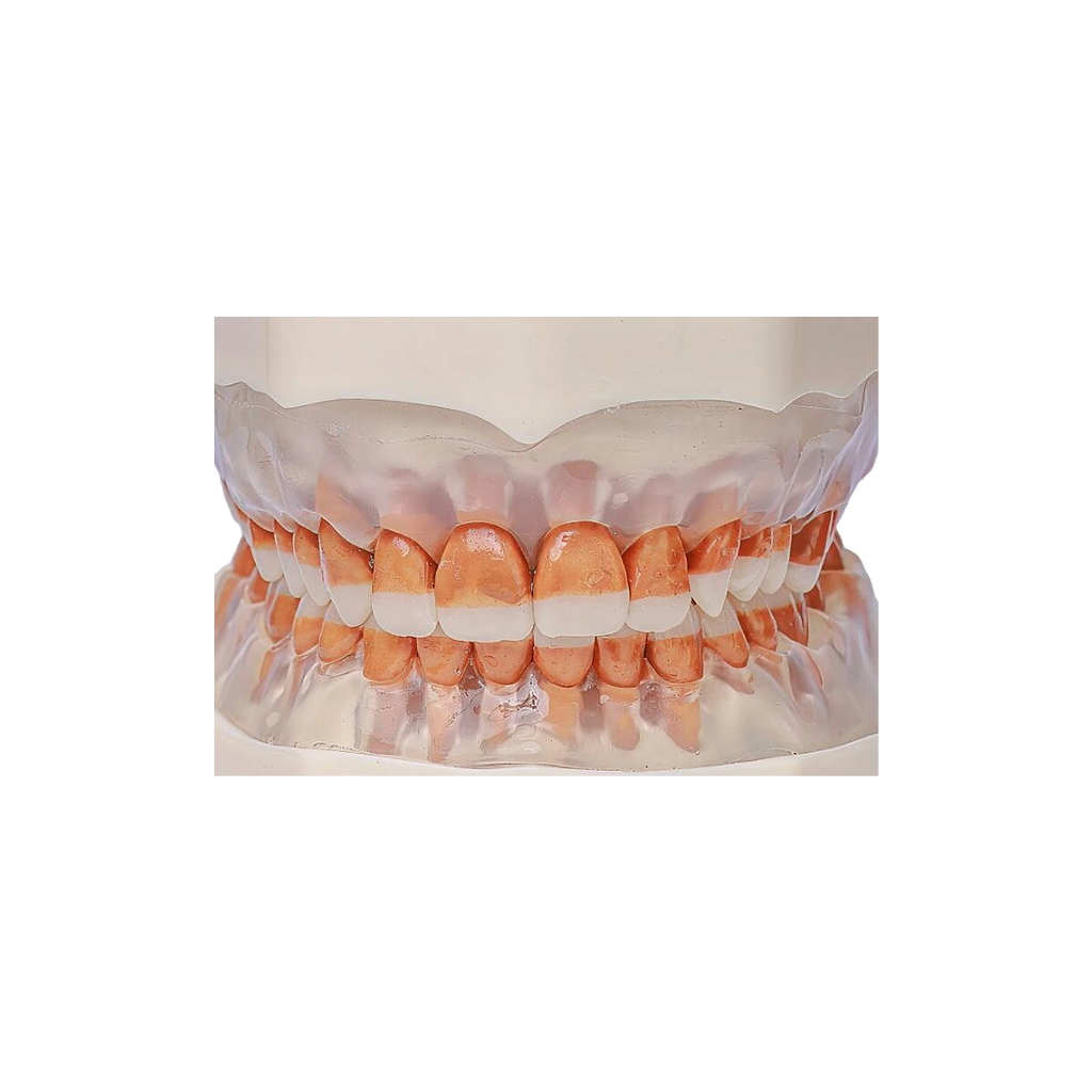 Manequim Periodontia - Orais
