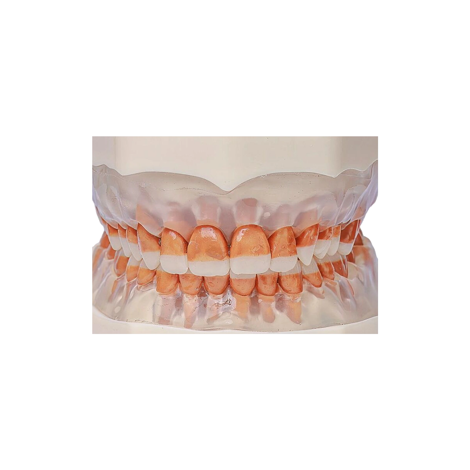 Manequim Periodontia - Orais