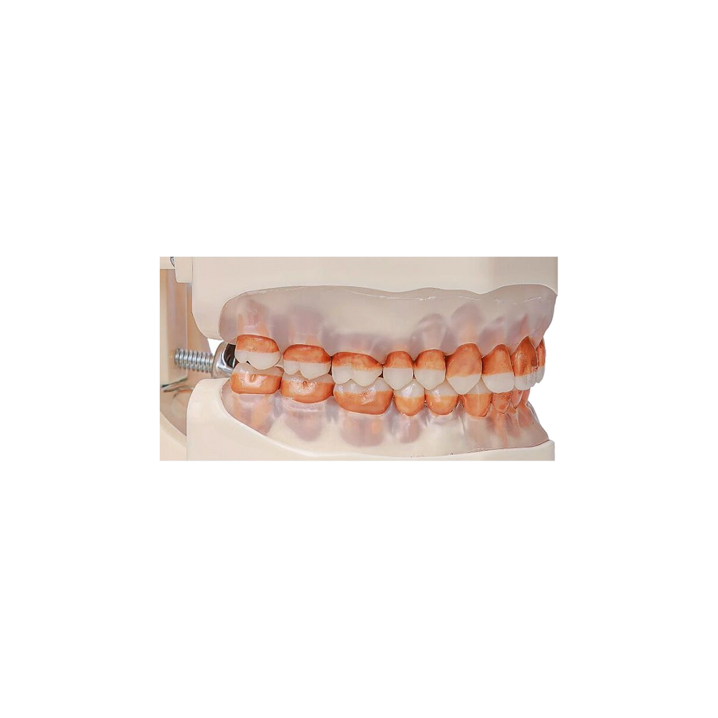 Manequim Periodontia - Orais