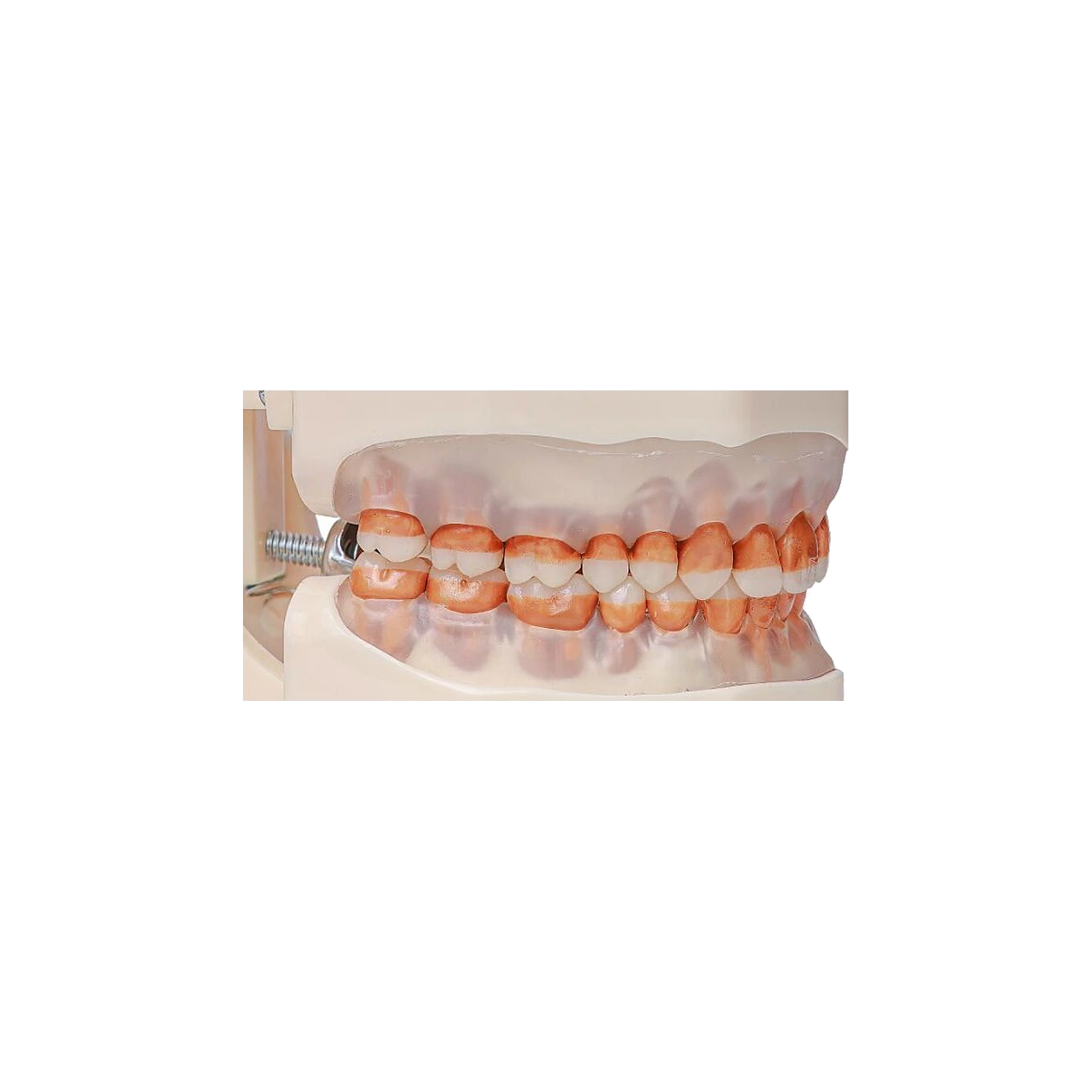 Manequim Periodontia - Orais
