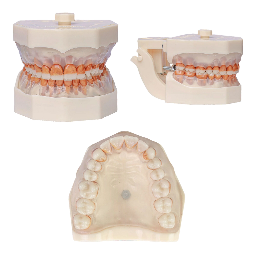 Manequim Periodontia - Orais