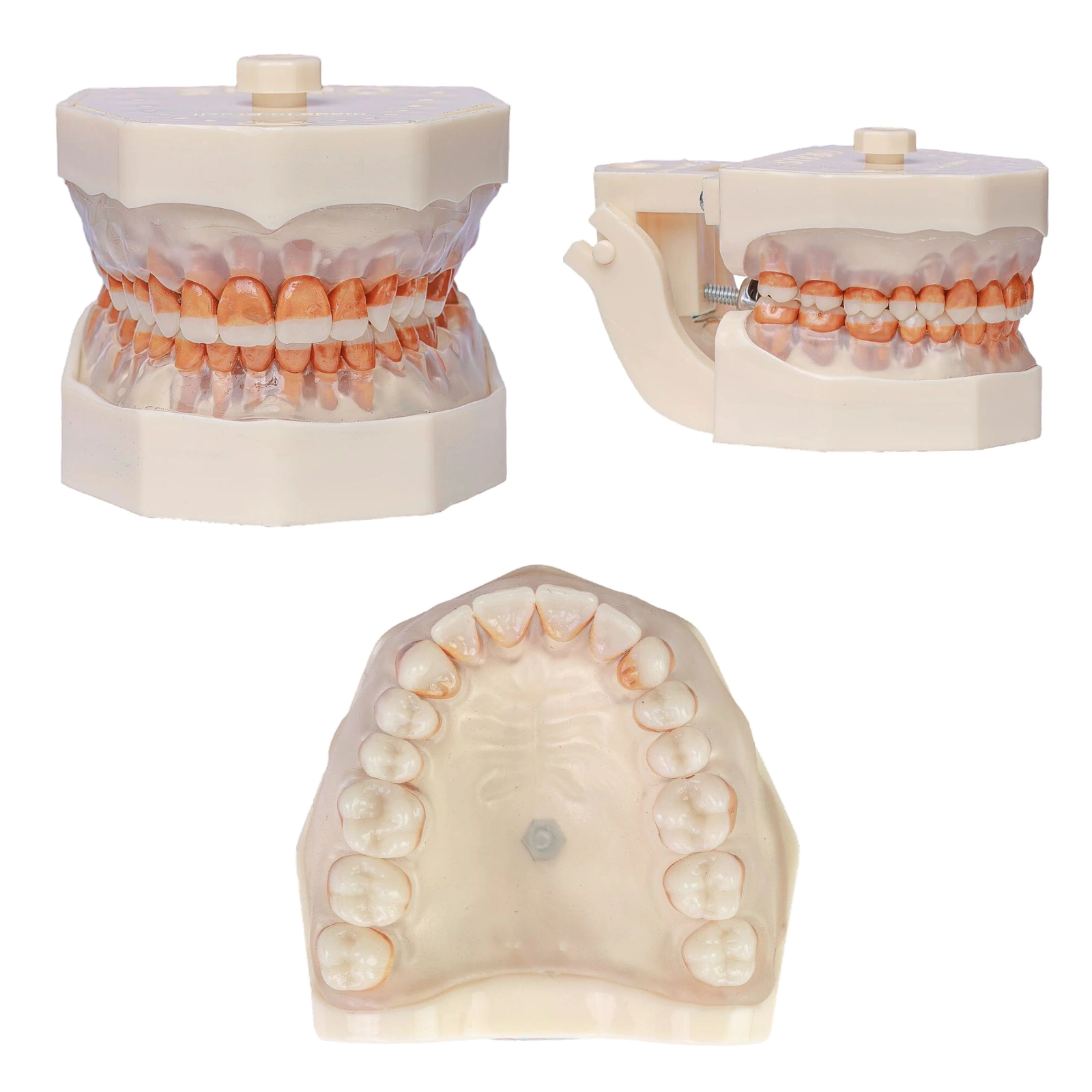 Manequim Periodontia - Orais